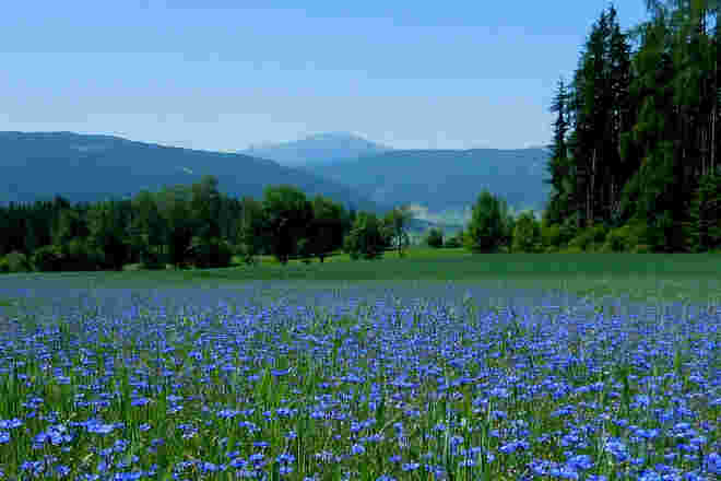 Kornblumen-Blau