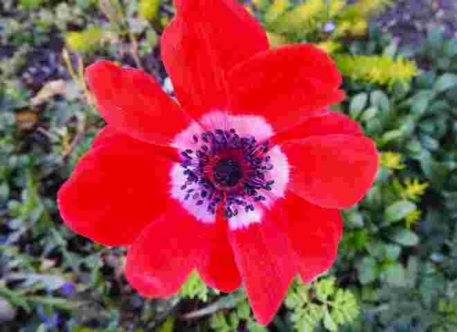 Garten Anemone