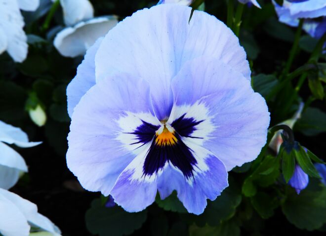 Nur ein Stiefmütterchen