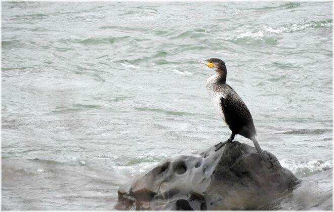 Unermüdlich auf Jagd