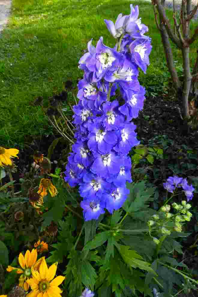 Rittersporn in voller Blüte
