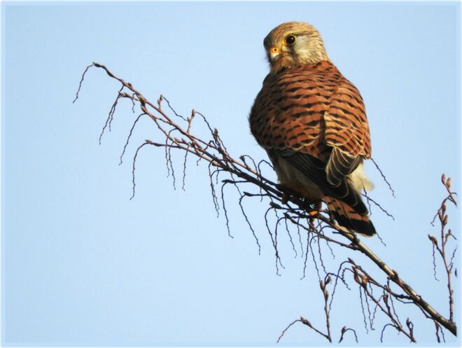Ein schöner Rücken .... 