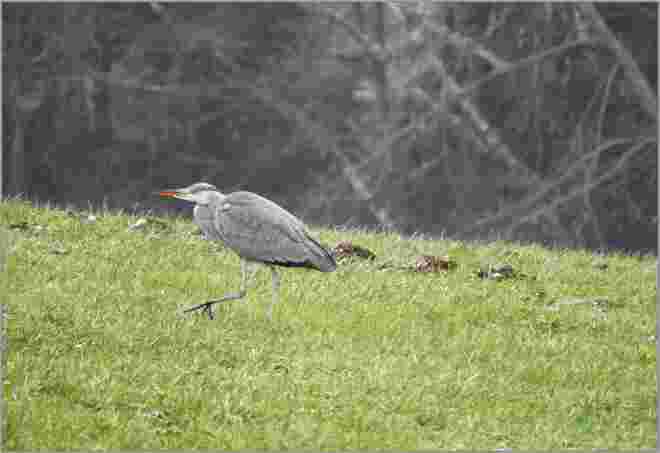 Auf Jagd 1 