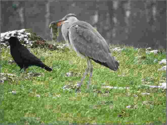Auf Jagd 3