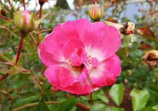 Blühende Heckenrose
