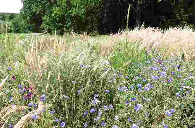 Endlich eine Blumenwiese