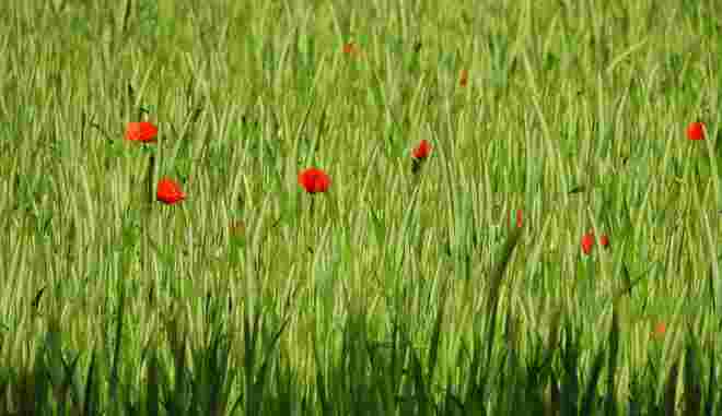 Endlich wieder da - die rote Blume