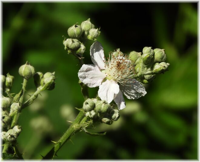Brombeerblüte