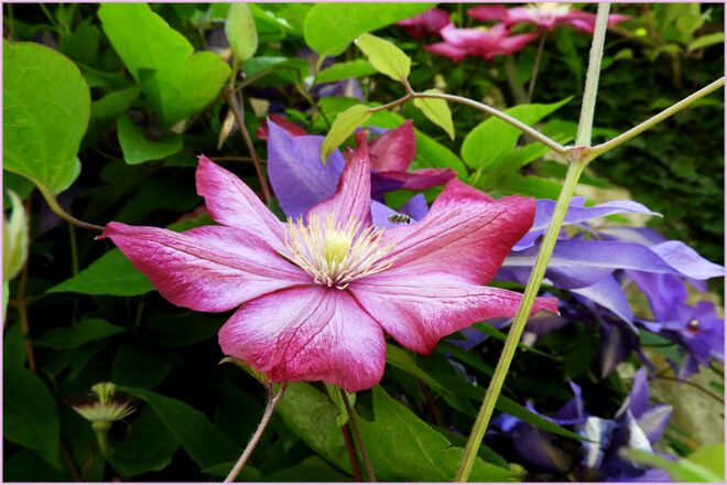 Klematis mal in einer anderen Farbe 