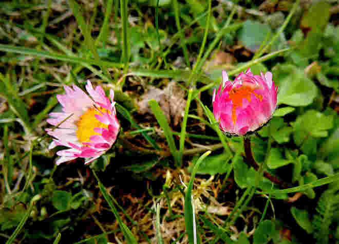 Klein, fein, ausdauernd
