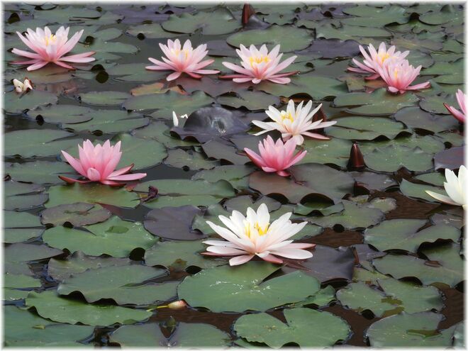 Die Seerosen sind da