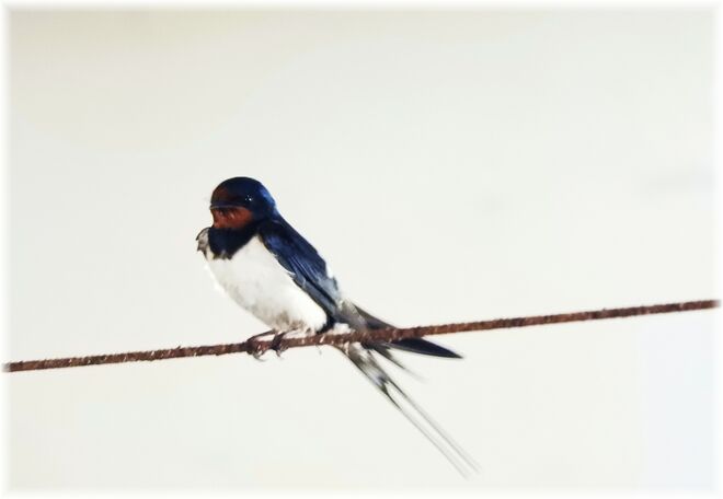Eine kleine Schwalbe