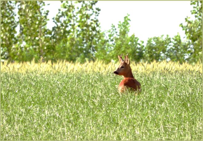 Endlich ist das Gras hoch genug