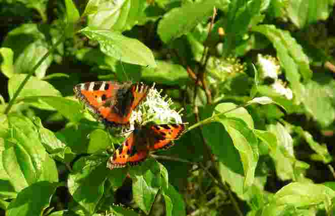 Liebe liegt in der Luft 1