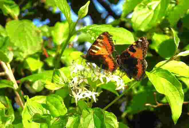 Liebe liegt in der Luft 2