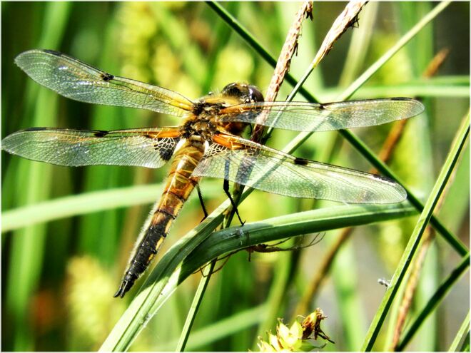 Libelle im Samer Mösl 1