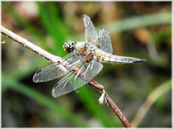 Libelle im Samer Mösl 2