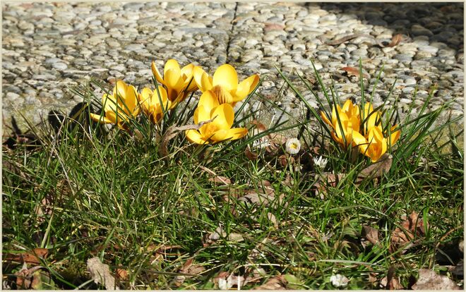 Die ersten Krokusse