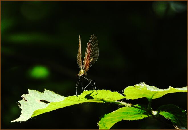 Die weibliche Prachtlibelle 