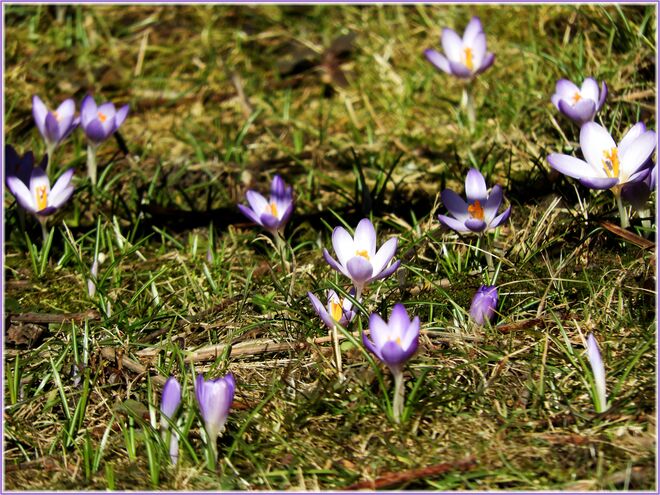 Frühling in Lila