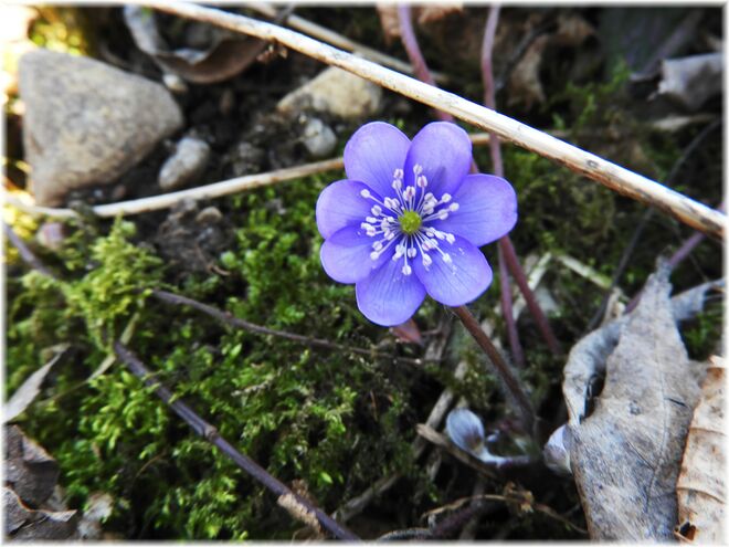 Ein Dank an Hannes für den Hinweis