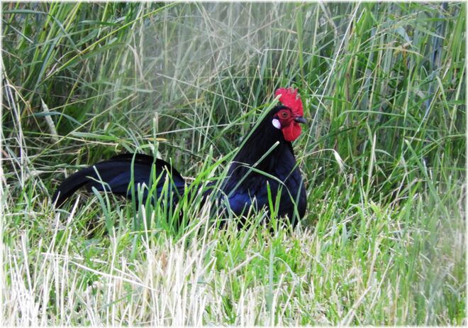 Ein stolzer Hahn im Feld 