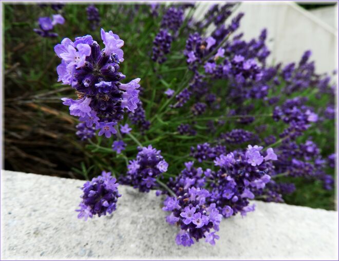Der Lavendel 