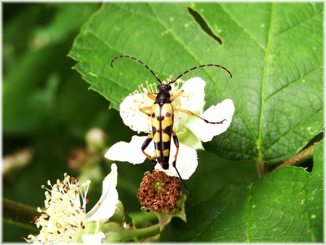 Gefleckter Schmalbock