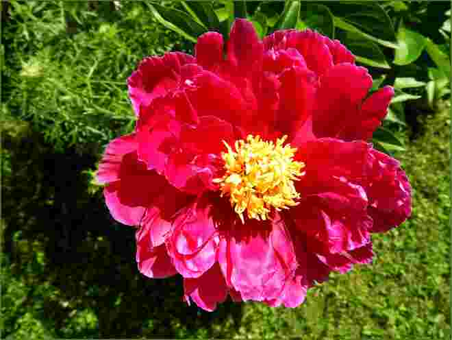 Eine der letzten Pfingsrosen
