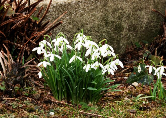 Schneeglöckchen-Eintracht