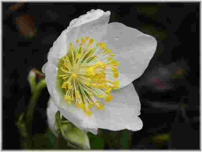 Die Schneerose