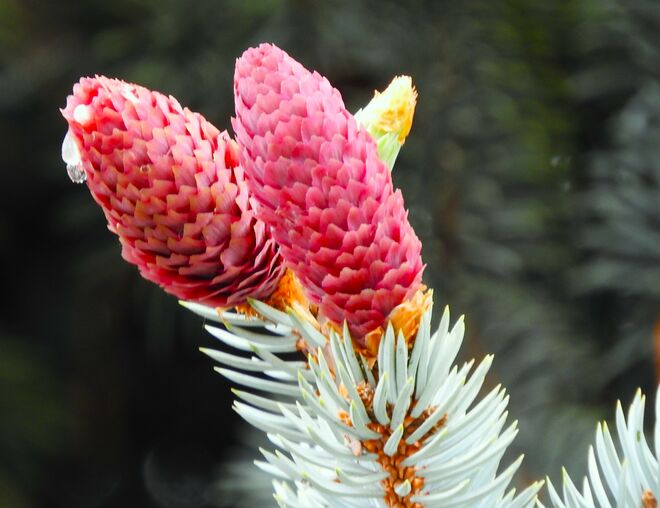 Bunte Frühlingstriebe