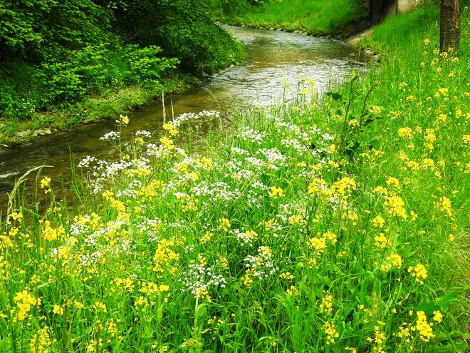 Gelb-Weiß am Alterbach 