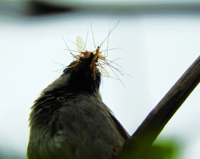 Genug für den Nachwuchs! 