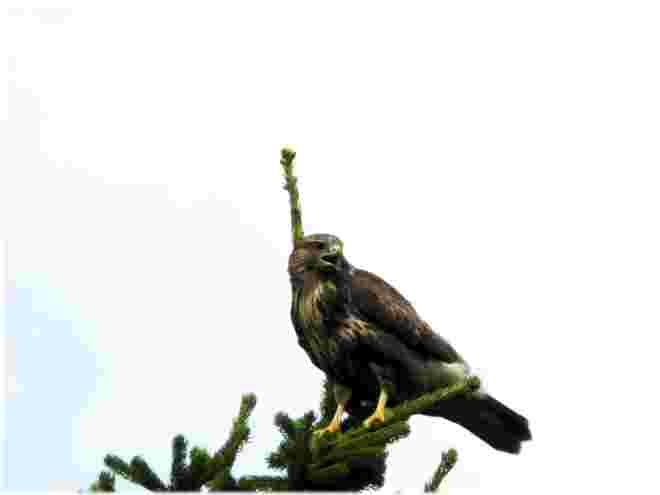Mäusebussard 1