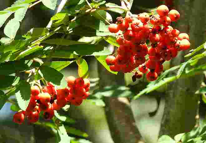 Leuchtende Vogelbeeren