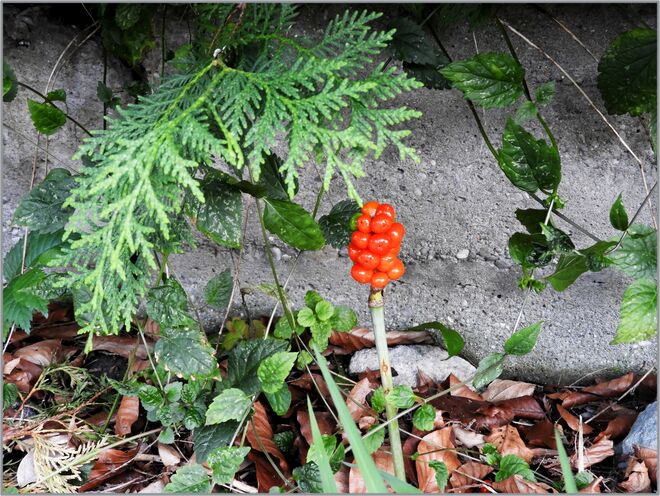 Aaronstab am Wegesrand