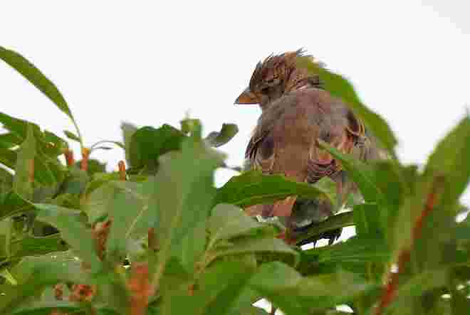 Warum so traurig kleiner Spatz