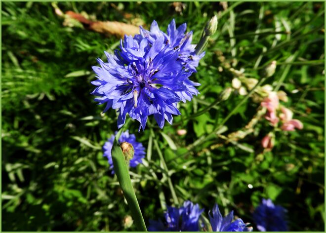 Kornblumen am Alterbach 