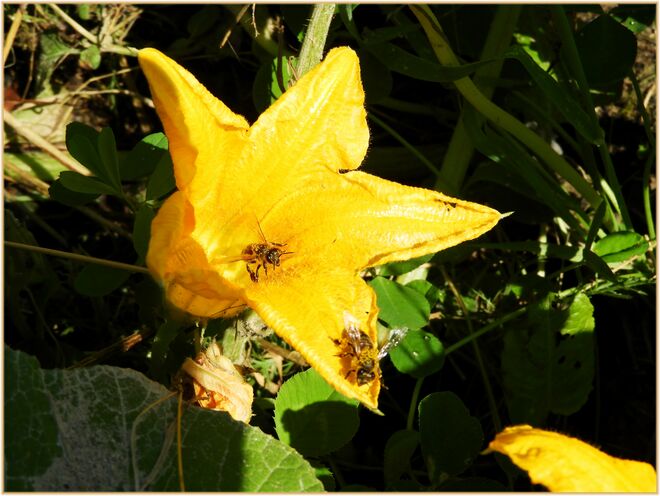Kürbisblüte mit Besuch