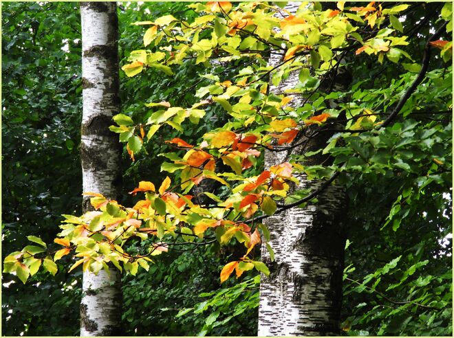 Da zeigt sich doch glatt  der Herbst 