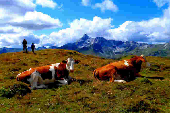 Zum Ausklang des Almsommers ...