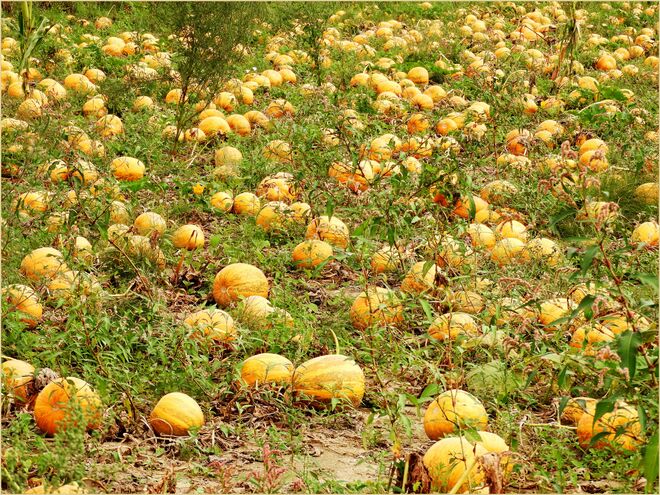 Kürbisse .... Kürbisse 