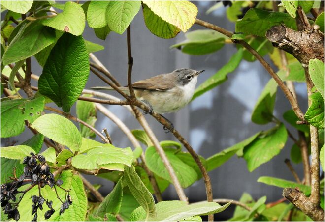 Bitte wie heiße ich ??