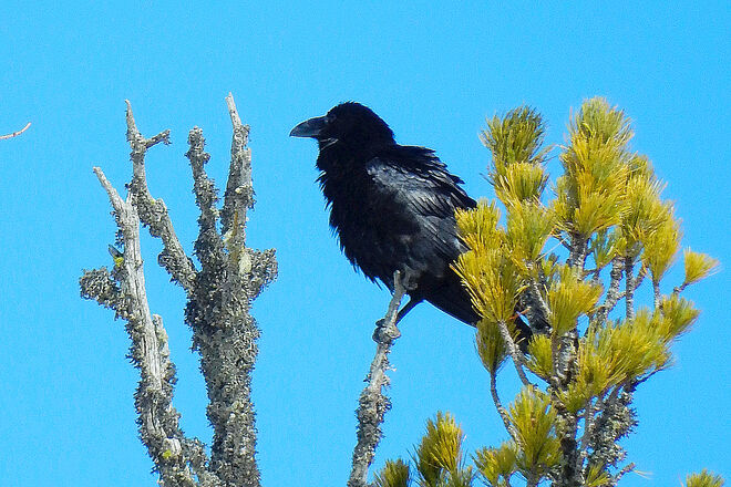 Zerzauster Kolkrabe hält Ausschau