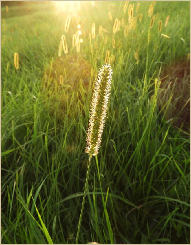 Von der Sonne geküsst