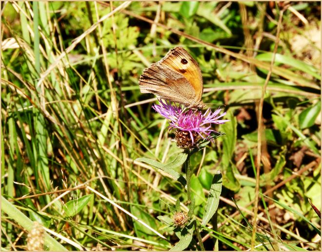 Kleines Wiesenvögelchen