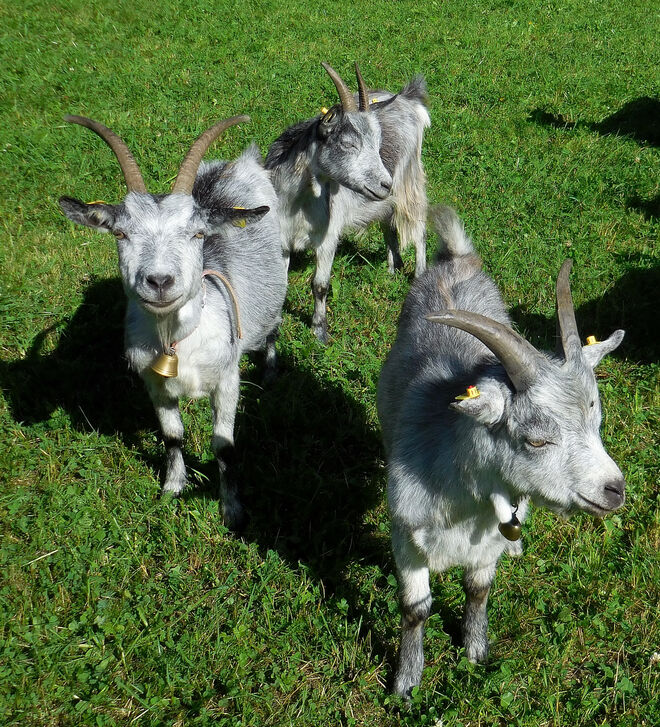 Vielversprechender Nachwuchs