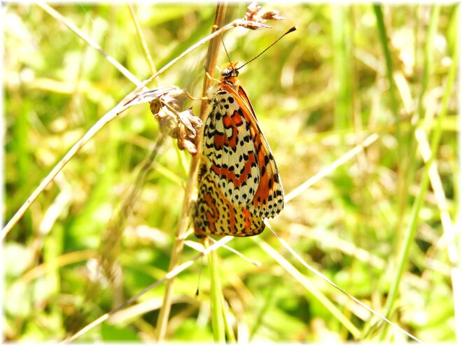 Welcher Schmetterling bin ich?