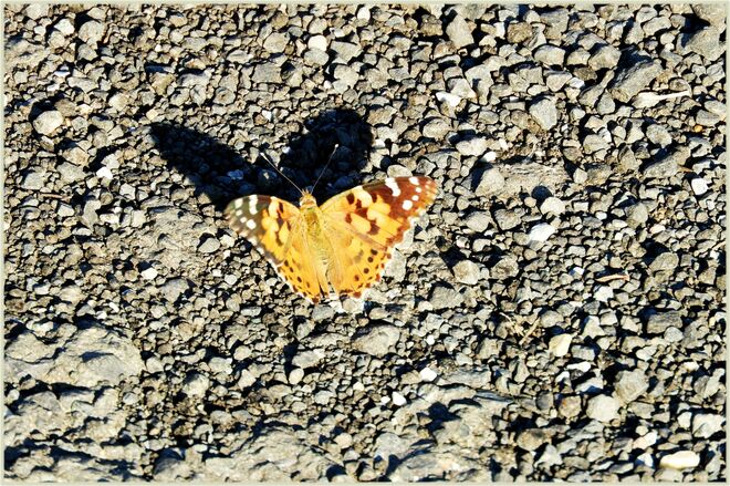 Distelfalter mit Herz!